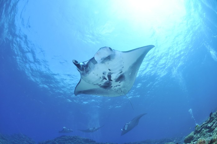 Manta ray night snorkel kona, swim with manta rays in hawaii. Swimming With Manta Rays On Big Island Hawaii Resist The Mundane