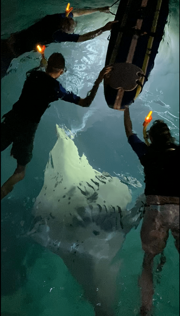 50+ Manta Ray Diving Hawaii Big Island&nbsp;Packages