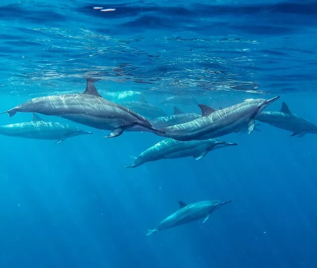 48+ Best Kona Tours&nbsp;Packages