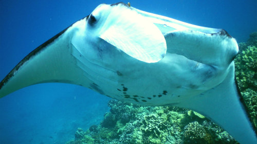 24+ Aloha Kona Tours Package