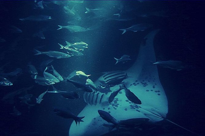 30+ Kona Snorkel With Manta&nbsp;Rays