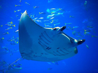 49+ Manta Ray Night Snorkel Big Island Reviews&nbsp;Packages