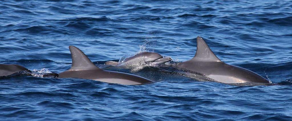41+ Dolphin Tours In Kona&nbsp;Hawaii