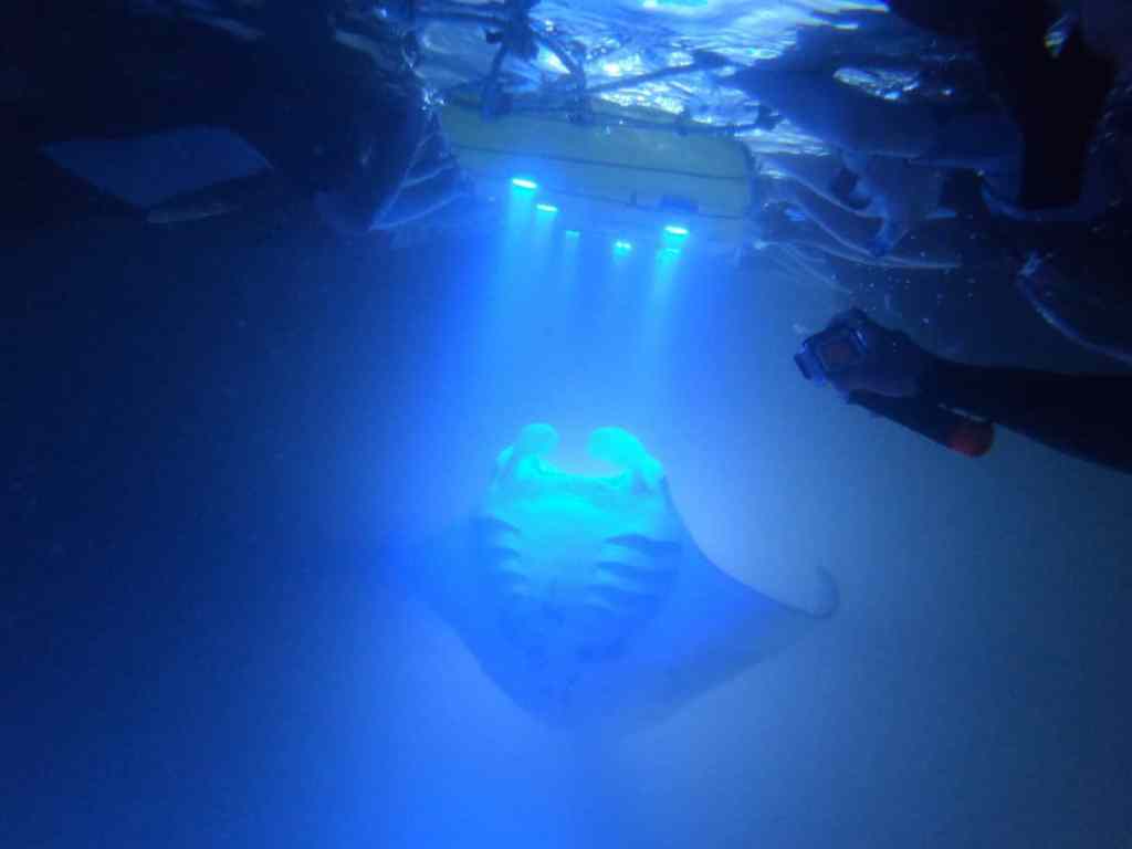 Best Manta Ray Dive Kona&nbsp;Package