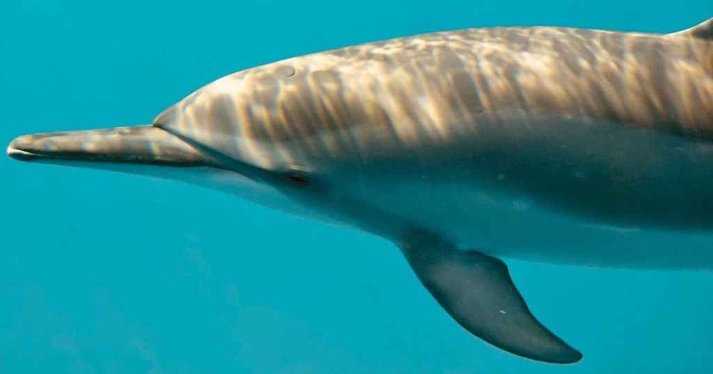 20+ Kona Dolphin Tour&nbsp;Packages