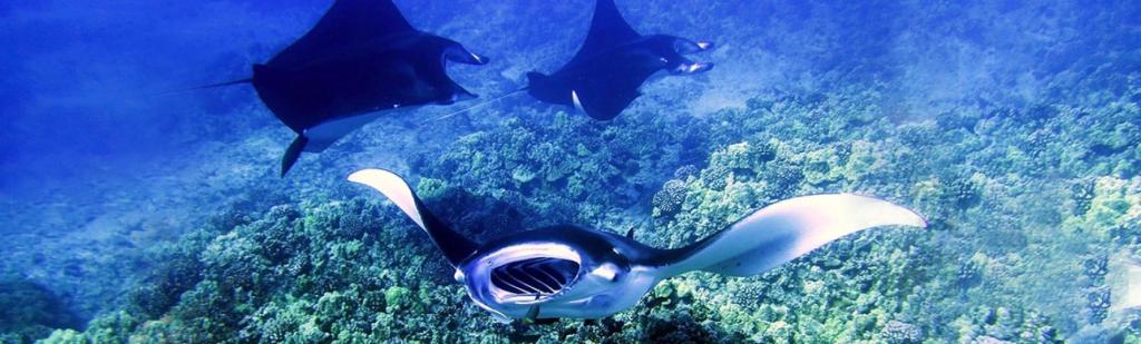 Exploring Manta Ray Experience Kona Hawaii Package