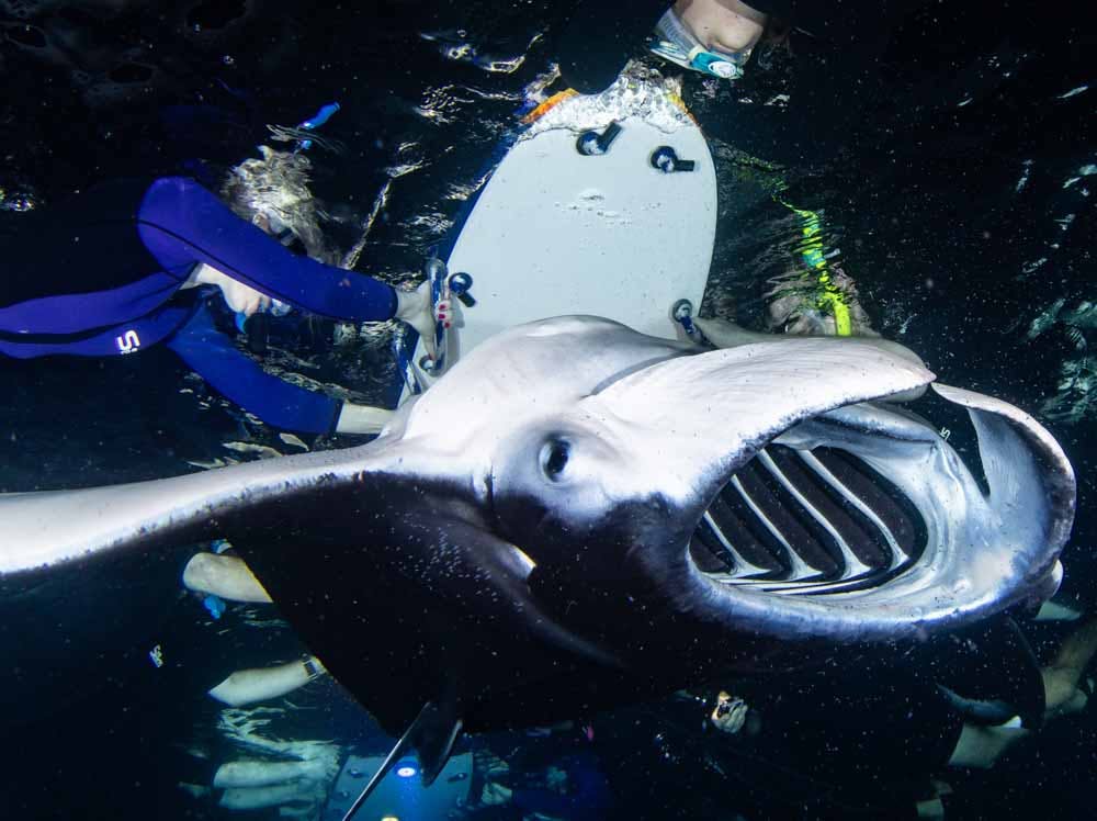 36+ Where To See Manta Rays In Kona Packages