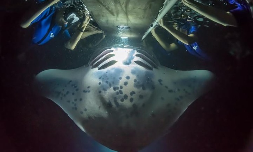 Best Manta Ray Snorkel Kona Groupon Packages