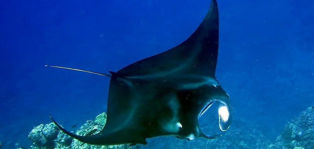 44+ Kona Manta Ray Snorkel Night Packages