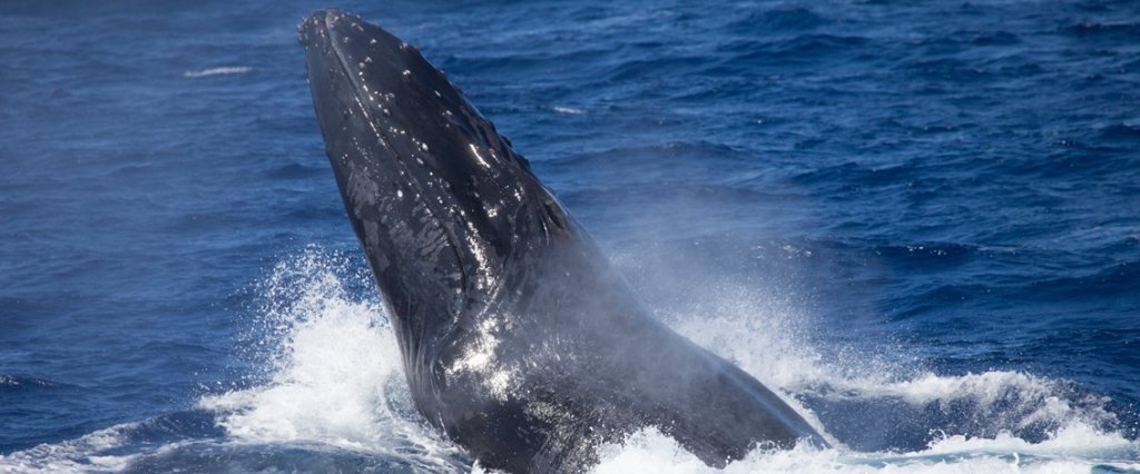 12+ Whale Watching Tours In Kona Package