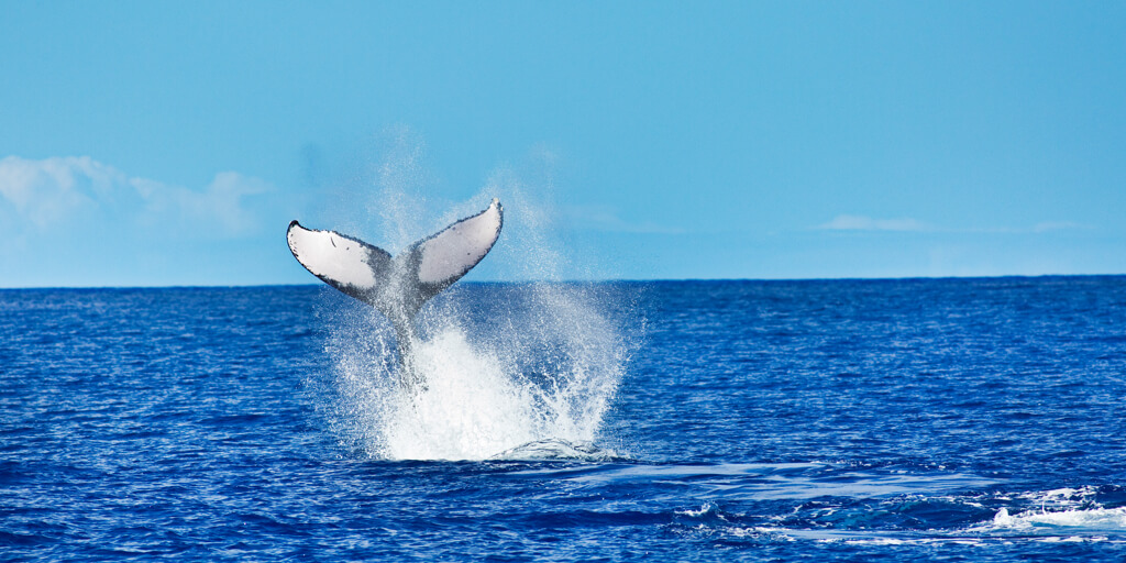 Best Kona Whale Tour Package