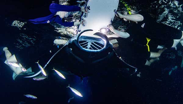27+ Cheapest Manta Ray Snorkel Kona Packages