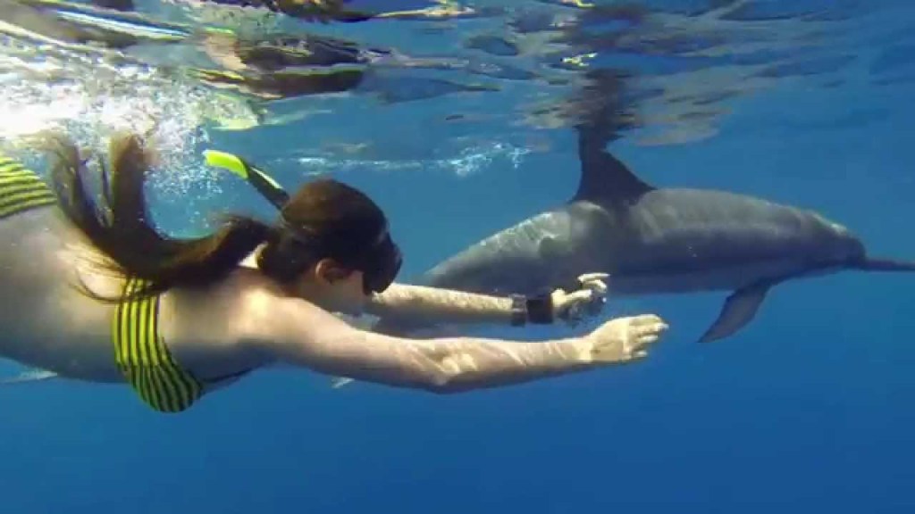 50+ Dolphin Swim&nbsp;Kona