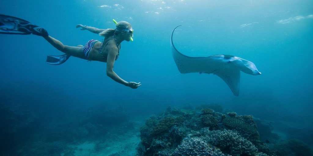 39+ Manta Ray Dive Kona Hi