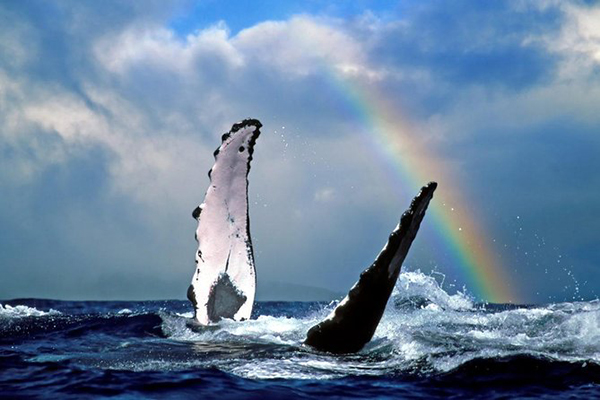Amazing Hilo Whale Watching Tours Packages