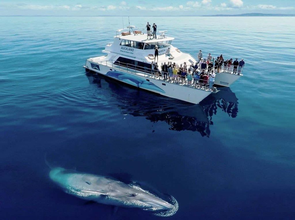 40+ Kona Whale Watching Trips Package