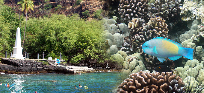 38+ Dolphin Snorkeling Big Island Packages