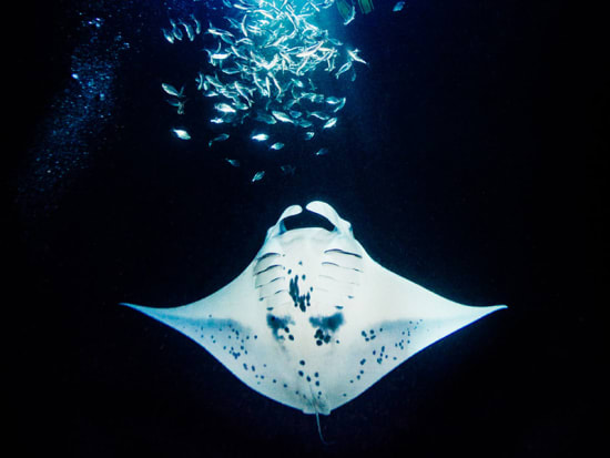Exploring Kona Manta Ray Scuba&nbsp;Package