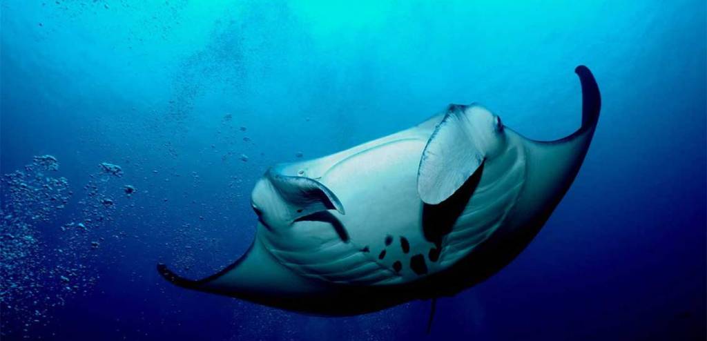 21+ Kona Manta Ray Tours