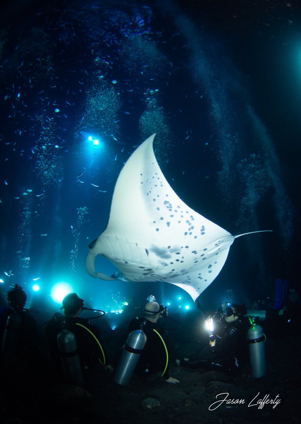 47+ Manta Ray Dive Big Island&nbsp;Video