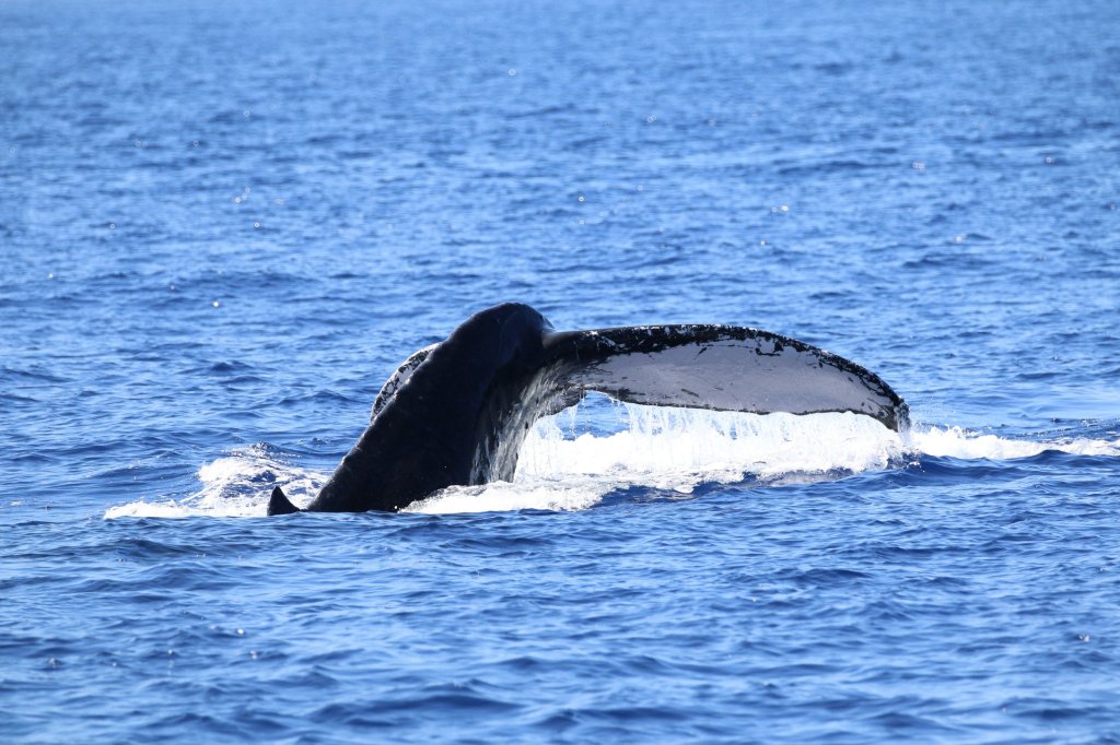 Best Kona Whale Watching Tours Package