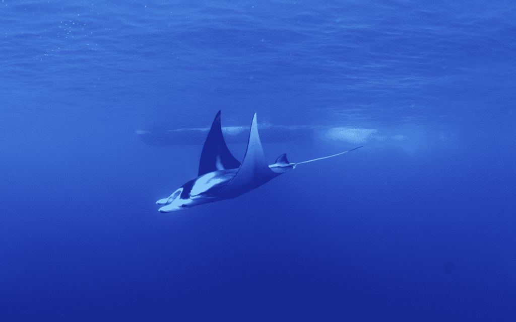 Manta Ray Snorkeling Kona Hawaii&nbsp;Package