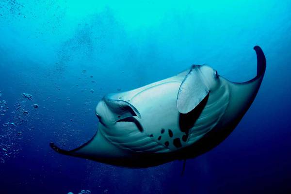 45+ Manta Ray Night Snorkel Tour Kona&nbsp;Packages