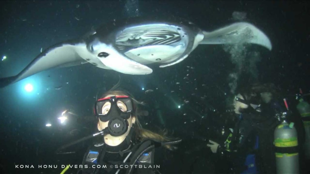 29+ Kona Honu Manta Ray Snorkel