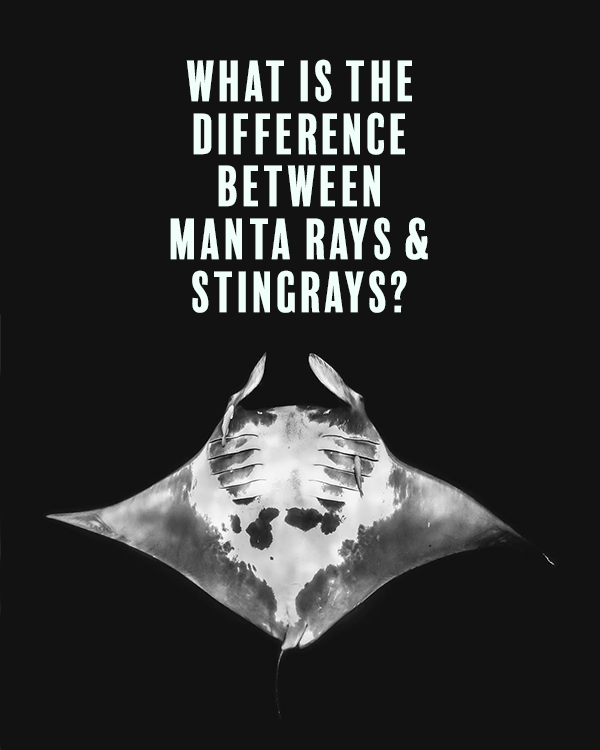 Are Manta Rays Stingrays&nbsp;Package