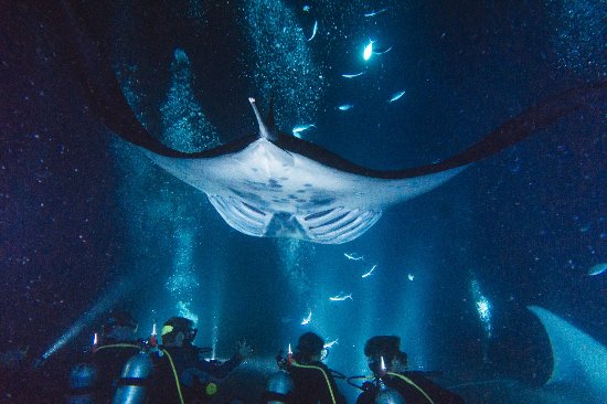 36+ Manta Ray Tours Big Island Packages