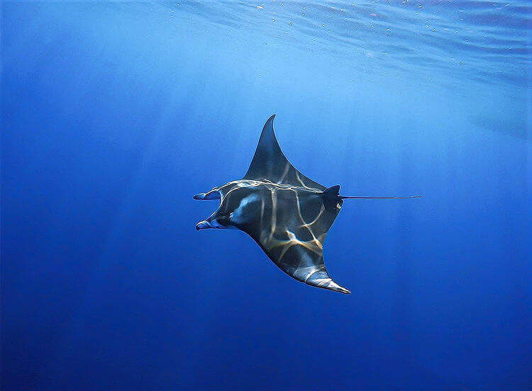 40+ Manta Ray Night Snorkel Kailua Kona&nbsp;Packages
