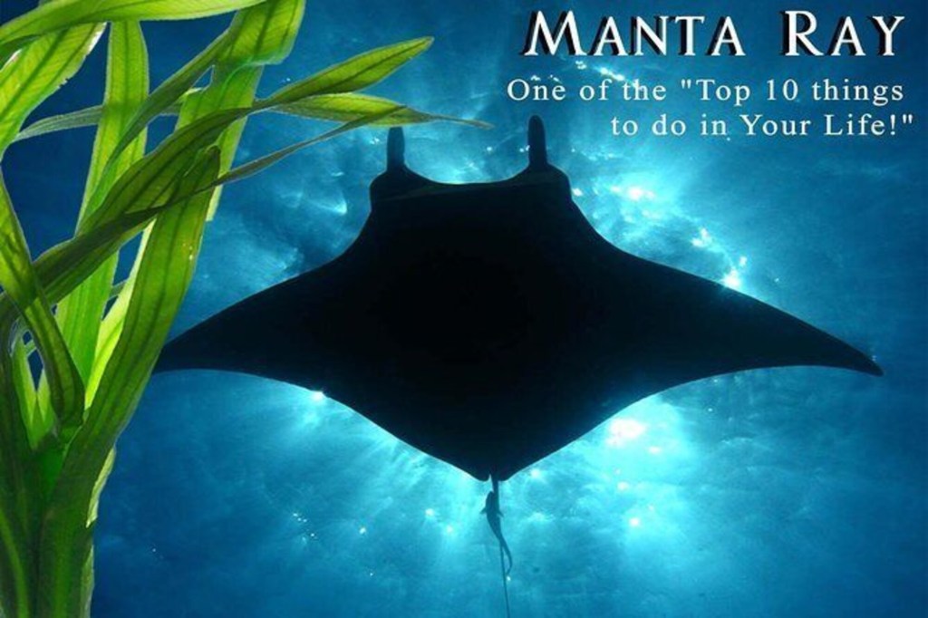 10+ Manta Ray Boat Tour Big Island
