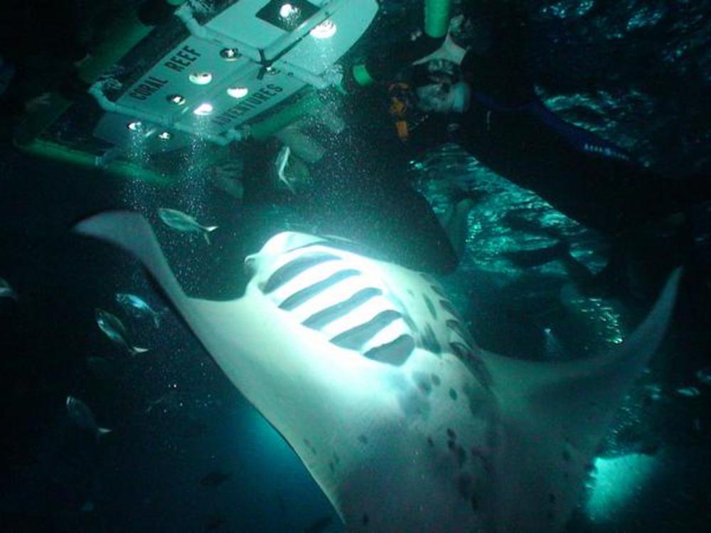 20+ Manta Ray Snorkel Big Island Hawaii Package