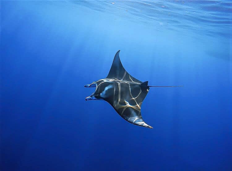 Best Big Island Snorkeling With Manta Rays&nbsp;Package