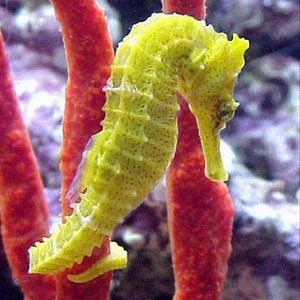 Amazing Kona Seahorse Farm Tour&nbsp;Package