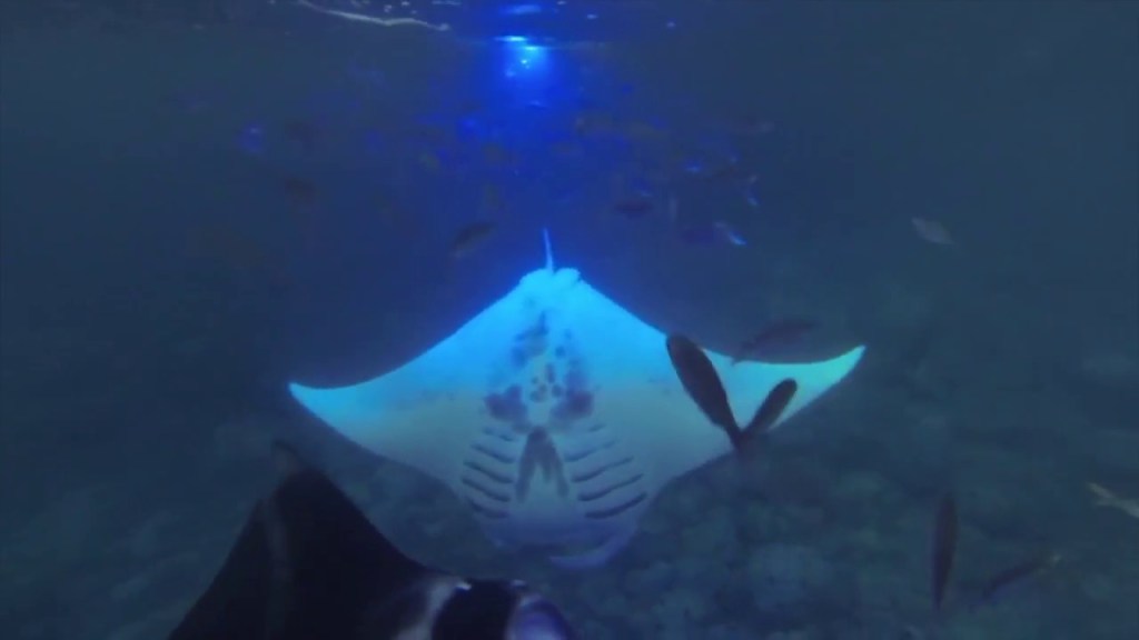 Exploring Manta Ray Night Snorkel Kona Packages