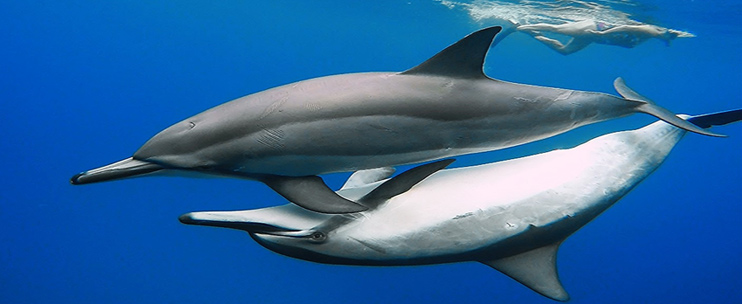 Amazing Hawaii Big Island Dolphin&nbsp;Tour