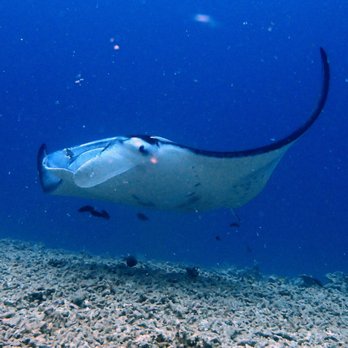 50+ Kona Manta Ray Snorkel&nbsp;Reviews