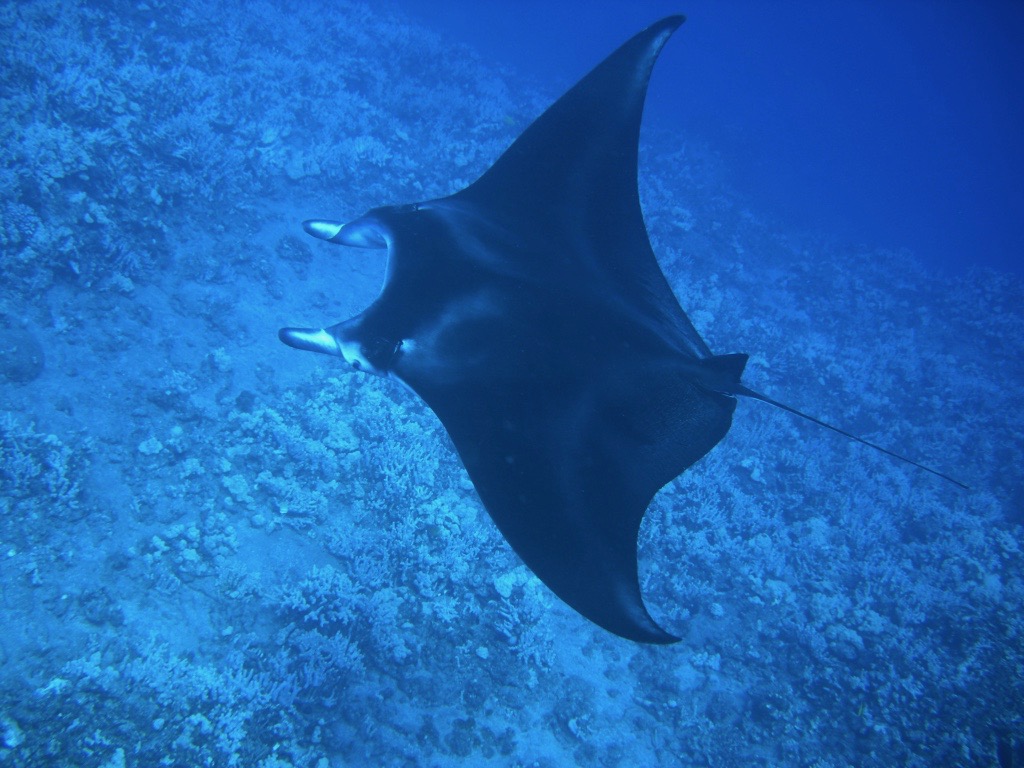 Best Manta Ray Night Snorkel Big Island Hawaii Packages