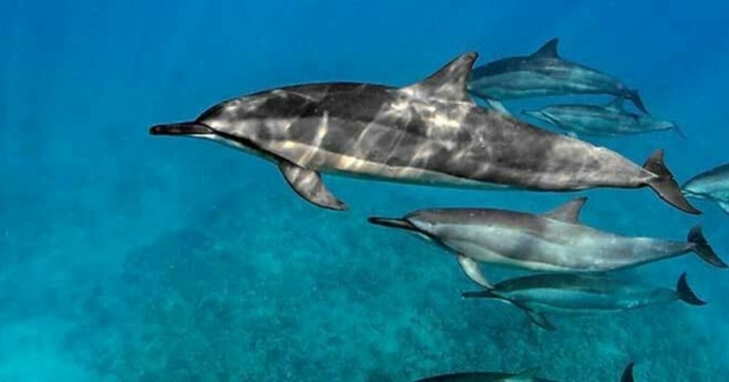 Exploring Snorkel With Dolphins&nbsp;Kona