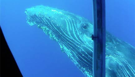 40+ Kona Submarine Tours&nbsp;Packages