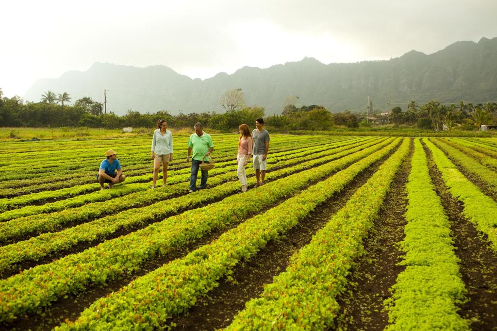 Exploring Chocolate Farm Tours Kona&nbsp;Packages
