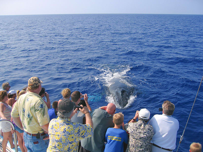 43+ Best Whale Watching Tours Kona