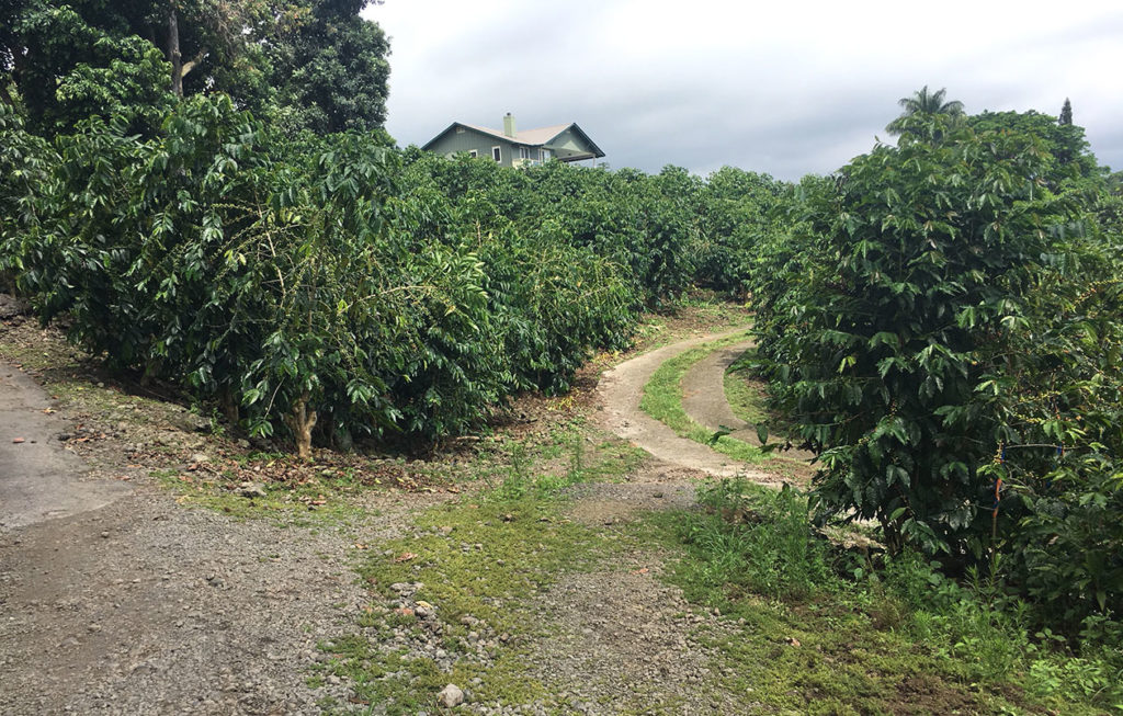 Amazing Kona Plantation&nbsp;Tour