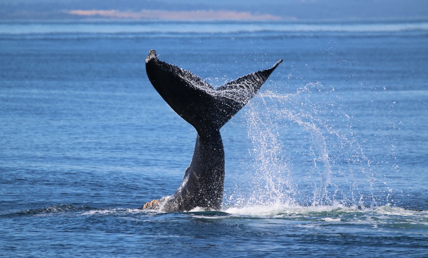 15+ Kona Whale Watching Packages
