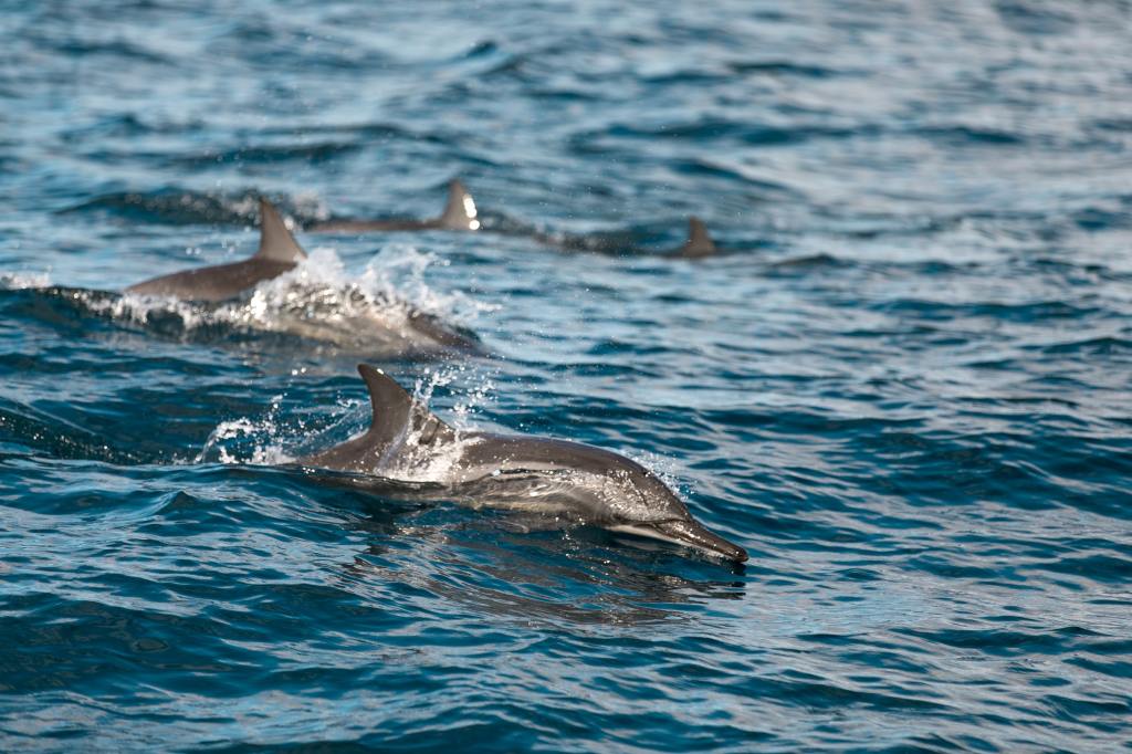 Amazing Dolphin Watching Kona Hawaii Packages