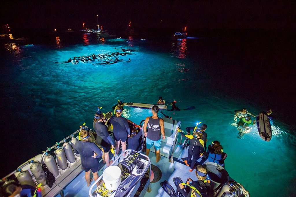 Manta Ray Night Snorkel In Kailua-Kona&nbsp;Package