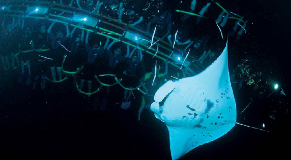 48+ Wasabi Tours Big Island In A Day Package