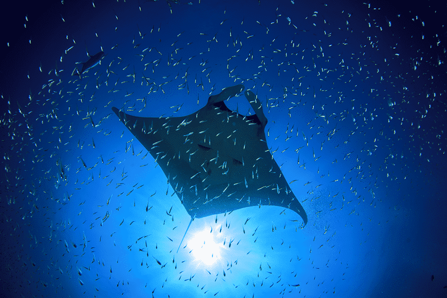42+ Manta Ray Experience Kona Package