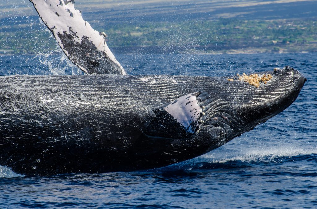 Best Whale Watching Tours In Kona Hawaii&nbsp;Packages